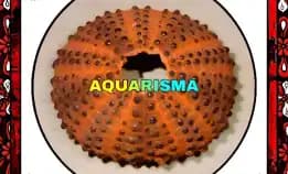 1 Pcs Cangkang Bulu Babi Big Oren Colobocentrotus Atratus Sea Urchins Grade A+