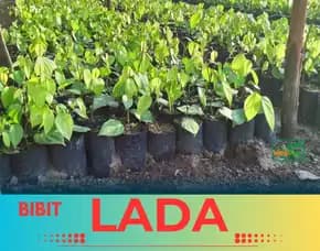 Pusat Bibit,   Bibit Lada Tasikmalaya