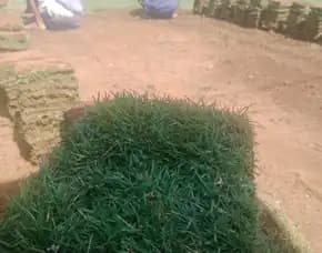 Harga Rumput Golf Pandaan Permeter
