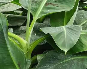 Jual Bibit Pisang Raja Di Jogja
