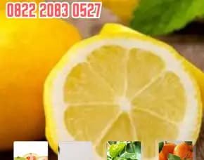0822.2083.0527 (Tsel)  Hortikultura Buah  Bibit Jeruk Purut Okulasi