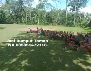 Jual Rumput Jepang Pamekasan Terdekat