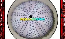 1 Pcs Cangkang Bulu Babi Big Great Colobocentrotus Atratus Sea Urchins Grade A+
