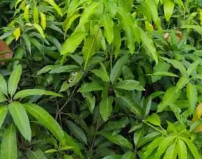 Hortikultura   Bibit Unggul  Mangga Agrimania