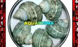 2 Pcs Cangkang Keong Medium Mata Lembu Turbo Tumidulus Hijau Grade A+