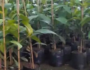 Sentral Bibit , Jual Bibit Manggis Unggul, Jual Bibit Manggis Terdekat