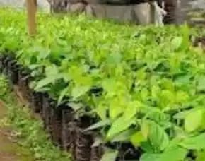 Pusat Bibit,   Beli Bibit Lada Perdu