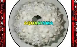 1 Pcs Cangkang Bulu Babi Big Natural Echinus Tylodes Echinoidea Sea Urchins Grade A+
