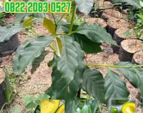 0822 2083 0527 (Tsel) Hortikultura Buah   Bibit Alpukat Miki Jawa Tengah