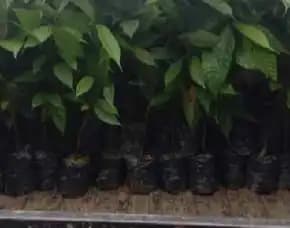 Pusat Bibit, Bibit Kaka Cokiat Di Sumatera Utara,   Bibit Kopi Coklat Pollarise