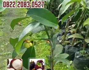 0822.2083.0527 (Tsel) Sentral Bibit, Bibit Manggis Cepat Berbuah, Bibit Manggis Bersertifikat