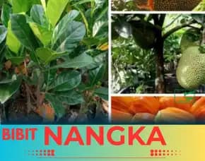 Sentral Bibit, Bibit Pohon Nangka Super