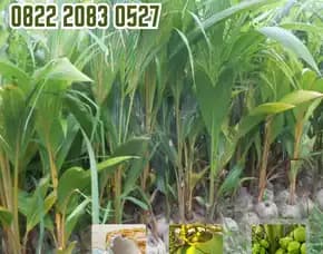 0822.2083.0527 (Tsel) Sentra Bibit Kelapa, Bibit Kelapa Hibrida Di Jawa Barat