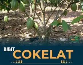 Sentra Bibit Coklat Sambung Pucuk,   Bibit Coklat Unggul Pollarise