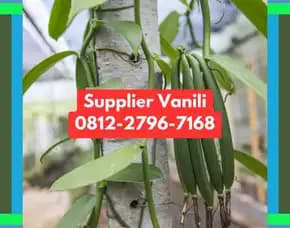 0812,2796,7168 Jual Bibit Vanili Terdekat Di Pacitan