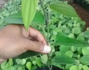 Pusat Bibit, Bibit Lada Hitam