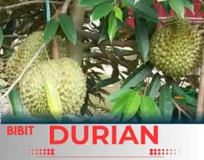 Sentra Pengadaan  Bibit Durian Montong Pekanbaru