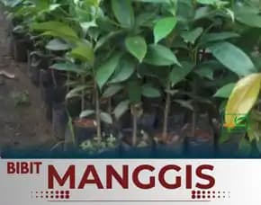 Sentra Bibit Manggis , Bibit Pohon Manggis Di Medan, Bibit Pohon Manggis Di Medan