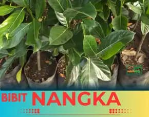 Sentra Bibit Pertanian, Bibit Nangka Madu Jumboo