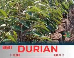 Sentra Pengadaan  Bibit Durian Montong Petruk