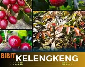 Agrocenter  Bibit Lengkeng Ruby