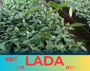 Pusat Bibit, Bibit Lada Bogor