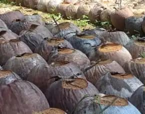 Sentra Bibit Kelapa,  Bibit Pohon Kelapa Hibrida