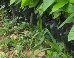 Sentra Bibit, Bibit Kakao Unggul, Bibit Coklat Lampung Pollarise