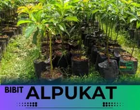 Sentral Bibit Bibit Alpukat Di Lampung