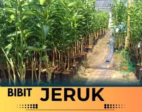Sentral Pertanian  Bibit Jeruk Santang Madu Di Jogja