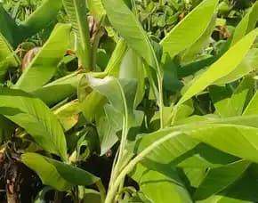 Sentral   Bibit Pisang Raja Bulu Murah, Bibit Pisang Raja Nangka, Bibit Pisang Raja Purworejo