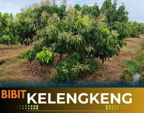 Agrocenter  Bibit Lengkeng Bogor