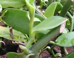 Sentral  Harga Bibit Pohon Vanili