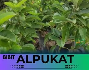 Sentral Bibit Bibit Alpukat Jumbo Hawaii