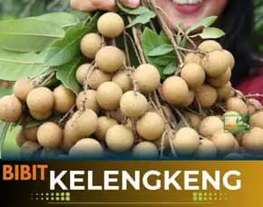 Agrocenter  Bibit Kelengkeng Di Surabaya