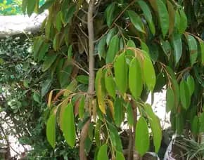 Hortikultura Buah Bibit Durian Montong Di Tangerang