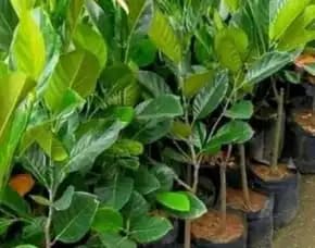 Sentra Bibit Pertanian,  Bibit Nangka Di Lamongan