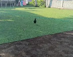 Jual Rumput Lapangan Sepak Bola Kulonprogo Terdekat
