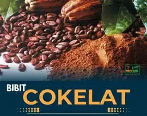 Sentra Bibit Coklat Sambung Pucuk, Bibit Buah Puding Coklat Pollarise