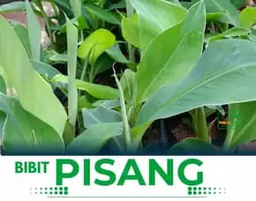 Harga Bibit Pisang Raja Di Jogja