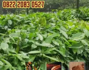 0822 2083 0527 (Tsel) Sentra Bibit, Bibit Coklat Sulawesi, Bibit Coklat Stek Pollarise