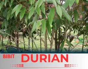 Sentra Pengadaan Bibit Durian Musang King Di Bogor