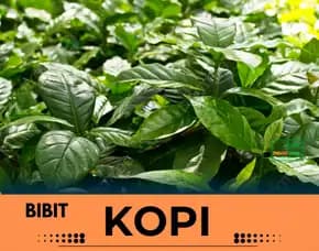Petani Bibit Kopi, Bibit Kopi Lampung