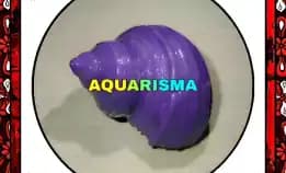 1 Pcs Cangkang Keong Medium Mata Lembu Turbo Tumidulus Ungu Grade A+