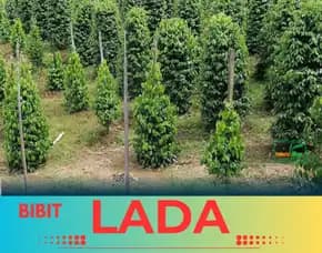 Pusat Bibit,  Penanaman Bibit Lada Hitam