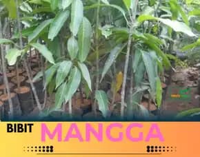Hortikultura Harga Bibit Unggul  Mangga Unggul