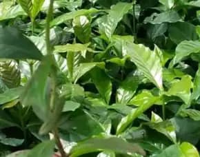 Sentra Bibit Kopi, Bibit Kopi Arabika Unggul Dan Bersertifikat