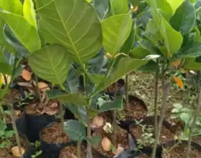 Sentra Bibit Pertanian, Bibit Nangka Paling Bagus