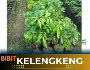 Agrocenter  Bibit Kelengkeng Banyumas