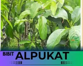Sentral Bibit Harga Bibit Alpukat Kendil